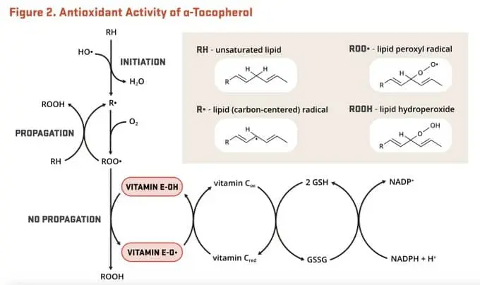 Vitamin E testosterone study