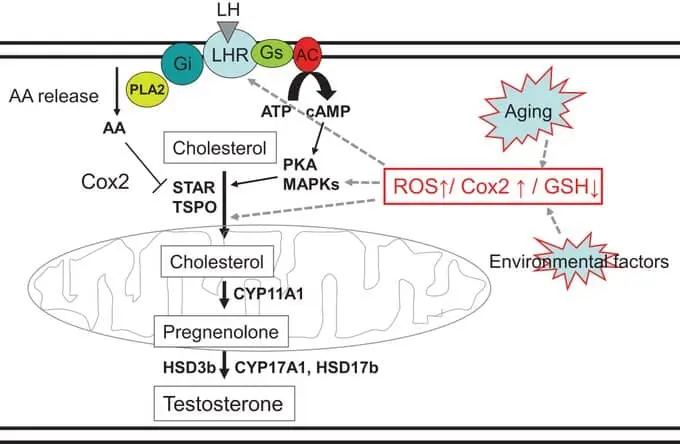 Vitamin E testosterone study