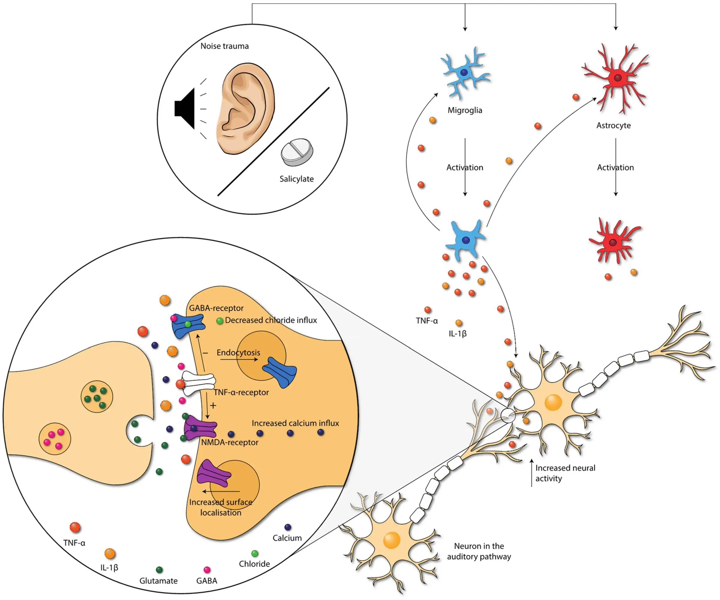 Red light therapy mechanism tinnitus